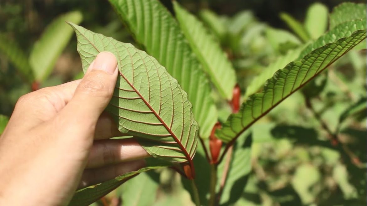 Trainwreck Triumph: The Complete Guide on Unique Strain of Kratom