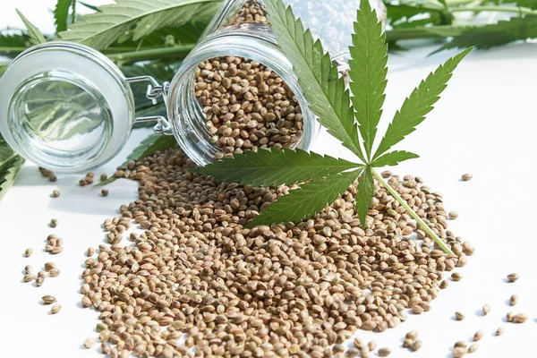 cannabis seeds